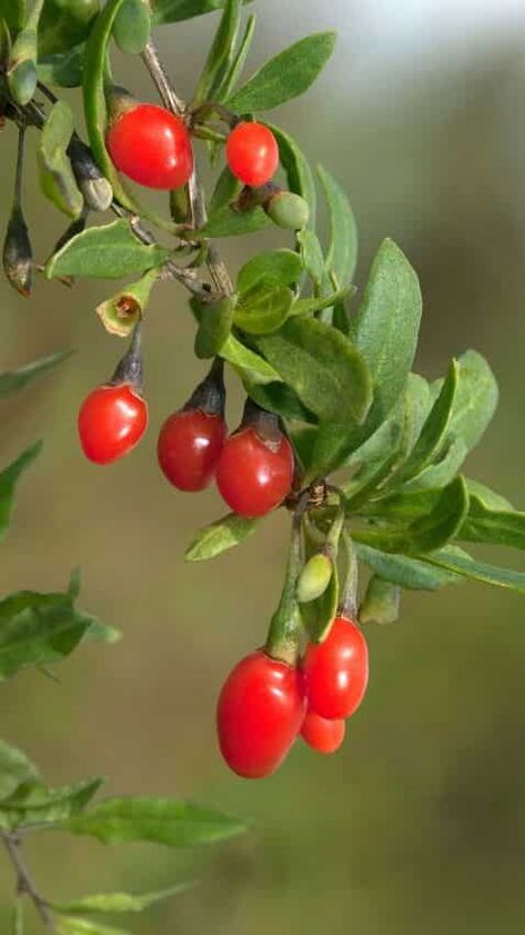 10 Foods which are High in Antioxidants Tart Fruit, Painted Garden Rocks, Goji Berry, Gardening Books, Goji Berries, Veggie Garden, Growing Flowers, Red Berries, Rock Garden