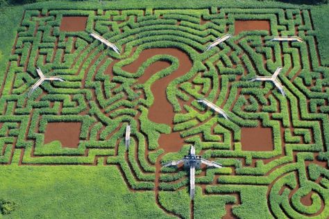 Maze Labyrinth, Amazing Maze, Garden Maze, Sensory Garden, Gardening Trends, Farm Photo, Landscape Design Plans, Corn Maze, Safari Adventure