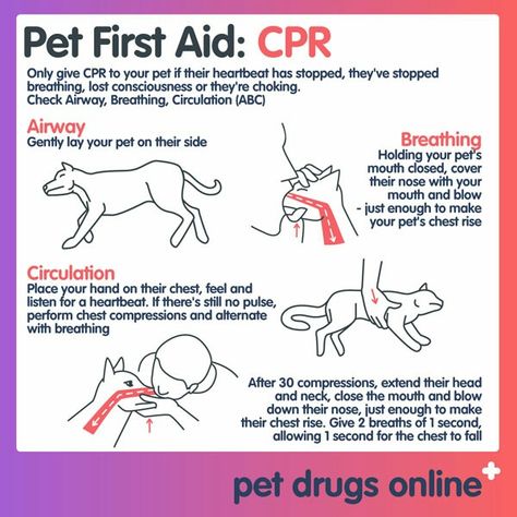 Dogs Infographic, Heimlich Maneuver For Dogs, First Aid For Dogs, Puppy Training Guide, Dog Bad, Pet First Aid, Dog Infographic, First Aid Cpr, Vet Medicine