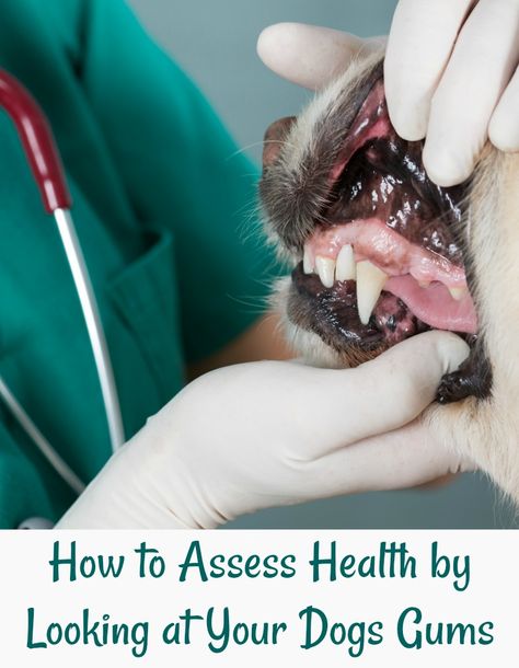 Discover How to Assess Health by Looking at Your Dogs Gums Berger Malinois, Dog Wellness, Veterinary Services, Dog Treats Homemade Recipes, Dog Dental, Vet Clinics, Pet Clinic, Blue Merle, Dog Teeth