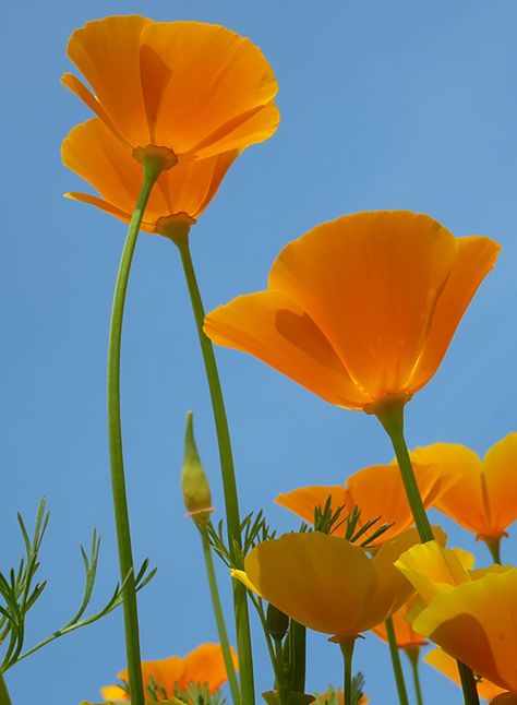 Orange Flowers, Orange, Flowers, Green, Blue, Art