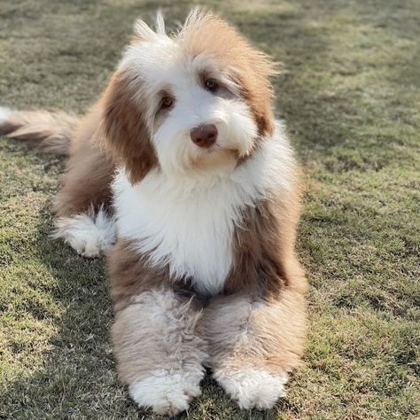 Mini Sheepadoodle Full Grown, Sheepadoodle Haircut, Sheepadoodle Haircuts, Mini Sheepadoodle, Cute Big Dogs, English Sheep Dog, Poodle Mix Breeds, Sheepadoodle Puppy, Dog Aesthetic