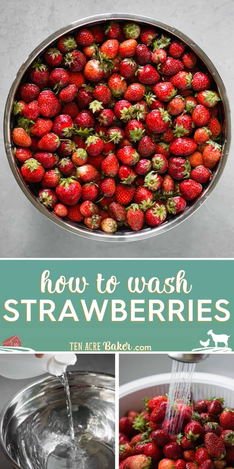 Everything you need to know in order to properly wash, store, freeze, or puree strawberries so that you can enjoy them for the longest period of time! #strawberry #strawberries #howto #freeze #store #fresh #sauce #puree #wash #clean #preserve Washing Strawberries, Strawberry Wash, Puree Strawberries, How To Clean Strawberries, How To Wash Strawberries, Wash Strawberries, Fruit Wash, Freezing Strawberries, How To Store Strawberries