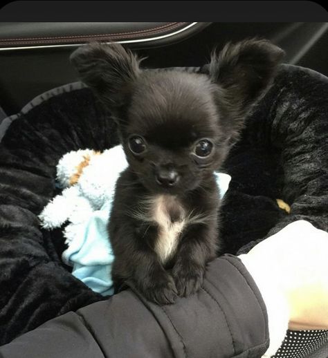 Fluffy Chihuahua, Chiwawa Puppies, Cute Chihuahua Puppies, Chiwawa Dog, Poodle Cute, Psy Chihuahua, Big Dogs Breeds, Biggest Dog In The World, Puppy Teacup