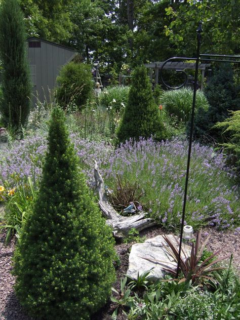 Corner Landscaping, Alberta Spruce, Landscape Tips, Side Yard Landscaping, Hillside Garden, Evergreen Garden, Front Yard Design, Front Yard Garden Design, Spruce Tree