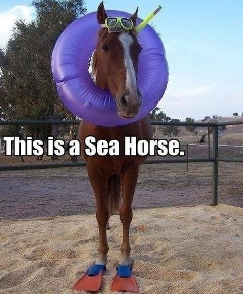 Horse Puns, Funny Horse Memes, Horse Meme, Horse Quotes Funny, Funny Horse Pictures, Horse Jokes, Filmy Vintage, Cute Horse Pictures, Cute Animal Memes