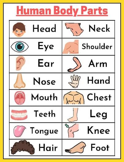 Human Body Parts : Ward wall card for Pre-k and kindergarten - bulletin board Pre K Body Parts Activities, The Body Preschool Activities, Parts Of Body Activities For Preschool, My Body Parts Activities, Body Parts Crafts For Kids, Human Body Preschool Activities, Parts Of The Body For Kids, Human Body Parts For Kids, Human Body Crafts For Kids