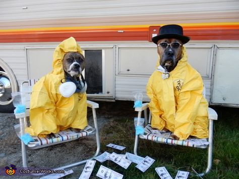 Jenn: Sprocket as Jesse Pinkman and Ratchet as Walter White. Barking Bad, Best Dog Halloween Costumes, Cat Races, Cow Cat, Water Rescue, Halloween Costume Idea, Halloween Photo, Behavior Modification, Pet Halloween Costumes