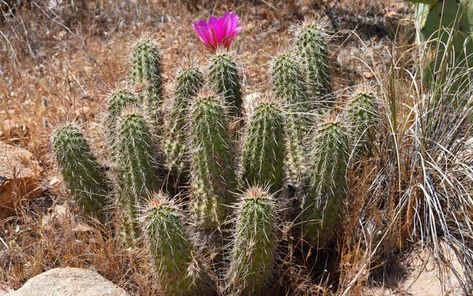 Pinkflower Hedgehog Cactus is a perennial Hedgehog found in Arizona and far southwest New Mexico. Plants grow up to 15 inches or so. Echinocereus fasciculatus New Mexico Plants, Mexico Plants, Rainbow Hedgehog Cactus, Spineless Cactus Landscape, Hedgehog Cactus, Spineless Prickly Pear Cactus, Chihuahuan Desert Plants, Pear Cactus, Dark Magenta