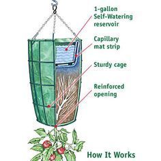 Gardener's Revolution Upside-Down Tomato Planter - The Green Head Upside Down Tomato Planter, Garden Planters Diy, Tomato Planter, Growing Tomato Plants, Tomato Farming, Growing Tomatoes In Containers, Vertical Garden Diy, Have Inspiration, Tomato Garden