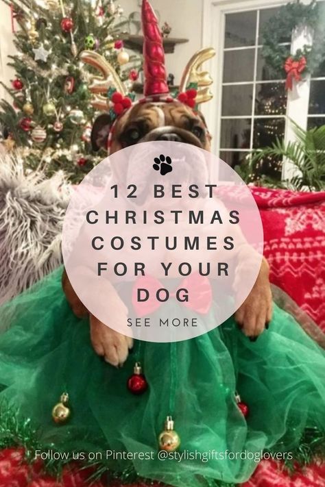 dog dressed as a Christmas princess Dog Christmas Outfit Photo Ideas, Large Dog Christmas Outfit, Dogs Christmas Outfit, Dachshund Christmas Pictures, Dog Christmas Outfit Diy, Dogs In Christmas Outfits, Dog Christmas Costumes Diy, Dog Christmas Pictures Ideas, Dog Christmas Party