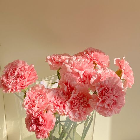 Pink Carnation Aesthetic, Carnation Flower Wallpaper, Carnation Flower Aesthetic, Carnations Aesthetic, Carnation Aesthetic, Bloom Flowers, Pink Carnations, Flower Shower, Nothing But Flowers