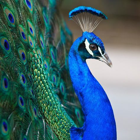 Peacock in Profile by Chris Martin >> http://amykinz97.tumblr.com/ >> www.troubleddthoughts.tumblr.com/ >> https://instagram.com/amykinz97/ >> http://super-duper-cutie.tumblr.com/ Peacock And Peahen, Peacock Images, Peacock Photos, Peacock Pictures, Art Coquillage, Peacock Painting, Peacock Art, Peacock Bird, Birds Tattoo