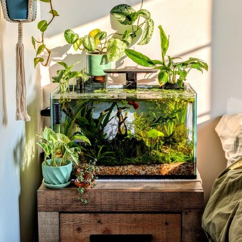 A simple morning 🌅 #aesthetic #aquarium Plants For Aquarium Tanks, Aquarium Room Aesthetic, Planted Aquarium Aquascaping, Fish Tank Aesthetic, Aesthetic Aquarium, Aquarium Aesthetic, Fish Aquarium Decorations, Fish Tank Themes, Fish Tank Terrarium