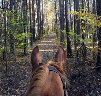 Every now and then it's nice to get away from the riding "crowd"and enjoy time with just you and your horse. But riding alone, especially solo trail riding, comes with some safety concerns. Read how to make your solo ride time safer. #besthorsestalls Trail Riding Horses, Horse Trails, Classic Equine, Horse Facts, Trail Ride, Horse Trail, Forest Trail, My Horse, Dressage Horses