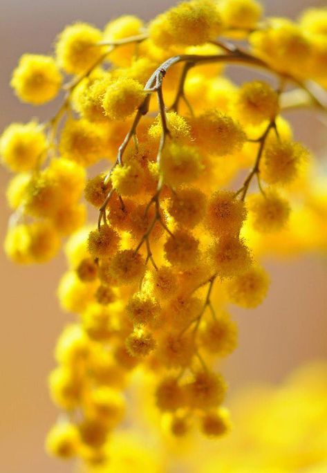 Yellow Flower Photos, Acacia Dealbata, Mimosa Flowers, Mimosa Flower, Good Day Sunshine, Australian Flowers, Australian Native Flowers, Yellow Aesthetic, Mellow Yellow