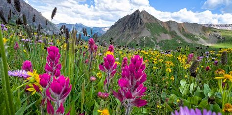 Colorado High Country Culinary Getaway Colorado Flowers, Mountain Wildflowers, Nature Calendar, Colorado Wildflowers, Southwest Colorado, Colorado Trip, Tattoo Time, Painting Reference, Colorado Mountains