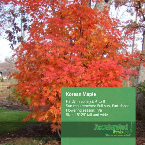 Korean Maple Korean Maple Tree, Acreage Ideas, Acer Trees, Gardening Inspiration, Cabin Exterior, Sun Garden, 2016 Fall, Maple Tree, Tree Ideas