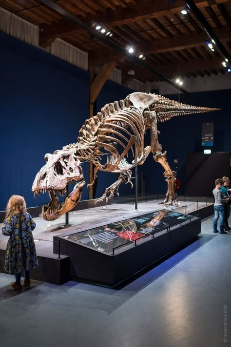 T Rex Skeleton, Fossil Museum, Dinosaur Museum, Prehistoric Wildlife, Animal Skeletons, Nature Museum, Jurassic World Dinosaurs, Dinosaur Skeleton, Photography Themes