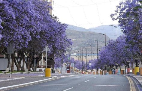 Saudi Arabia’s Abha blooms purple Jacaranda Tree, Weather Quotes, Scenic Roads, Purple Trees, Media Icon, Spring Day, Beautiful Tree, Tourist Destinations, Japan Travel