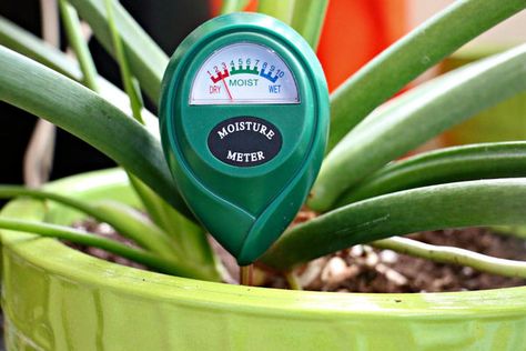 How To Water Succulents, Moisture Meters, Swiss Cheese Plant, Types Of Succulents, Succulent Soil, Cheese Plant, Top Soil, Free Plants, Swiss Cheese