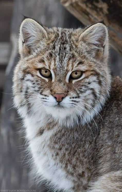 Small Wild Cats, Exotic Cats, Vintage Portraits, Wildlife Animals, Lynx, Animal Photo, Beautiful Cats, Places Around The World, Animals Friends