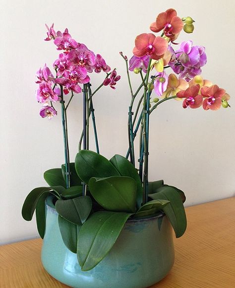 22 Amazing Orchid Planter Ideas | DIY Orchid Pots - Hello Lidy Orchid Planter Ideas Diy, Diy Orchid Pot, Orchid Planter Ideas, Potted Orchid Centerpiece, Planter Ideas Diy, Diy Orchids, Orchid Potting Mix, Hanging Orchid, Orchids In Water