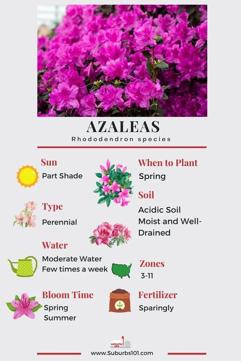 Azaleas Care, Azalea Shrub, Azalea Flower, Poisonous Plants, Parts Of A Plant, Garden Oasis, Flowering Shrubs, House Plants Indoor, Garden Care