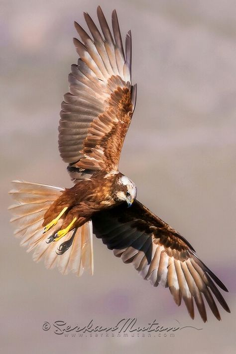 Western marsh-harrier Harpy Eagle Flying, Harrier Car, Hen Harrier, Marsh Harrier, Harrier Dog, Witchcraft Art, Eagle Pictures, Character Poses, Starling