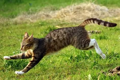 Cat Running, Cat Anatomy, Cat Run, Warrior Cat Oc, Cat Reference, Warrior Cats Art, House Cat, Cat Pose, Great Cat