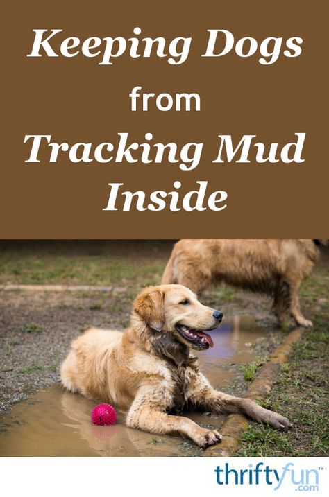 Dogs that have access to your yard can frequently track in mud. Other than wiping their feet every time they come in, this page offers some other solutions. This is a guide about keeping dogs from tracking mud inside. Muddy Dog Paw Solutions, Backyard Mud Solutions, Muddy Dog Yard Solutions, Mud Free Dog Yard, Muddy Yard Solutions Dogs, Muddy Backyard Solution Dogs, Dog Friendly Backyard, Muddy Dog, Dog Yard