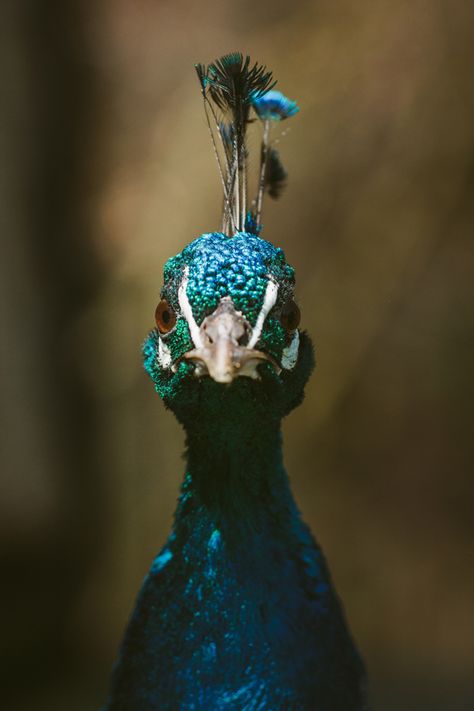 Pati's Photography Front View Portrait, Peacock Photography, Metamorphosis Art, Peacock Pictures, Blue Feathers, Peacock Painting, Brown Home Decor, Art Brown, Bird Wall Art