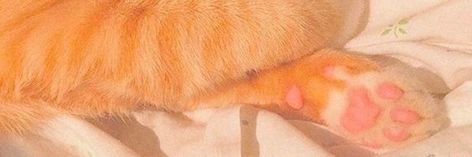 Orange Cat Twitter Header, Orange Headers Aesthetic, Red And Orange Twitter Header, Orange Aesthetic Discord Banner, Orange Banner Discord Gif, Light Orange Twitter Header, Orange Twitter Banner, Pink And Orange Header, Orange Twt Header