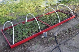 Easy Strawberry Cage | Journey to Eve Strawberry Cage Diy, Strawberry Beds, Berry Fruit, Easy Strawberry, Raised Beds, Raised Garden Beds, Small Garden, Fruit Trees, Green Thumb