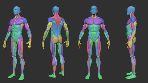 Simplified Anatomy, Major Muscle Groups, Man Anatomy, Anatomy Models, Human Anatomy Drawing, Character Model Sheet, Human Anatomy Art, Human Drawing, Anatomy Sketches