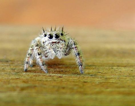 teeny tiny spider:) Spider Cute, Scared Of Spiders, Tiny Spiders, Jumping Spider, Arachnids, Spider Web, Beautiful Creatures, Photo Inspiration, Google Images