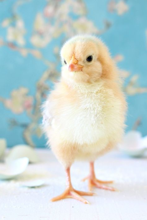 Spring Baby Chick Photos | We Got a New Batch of Chicks! Easter Aesthetic, Cute Ducklings, Spring Animals, Baby Chickens, Baby Chick, Cute Chickens, Baby Animals Pictures, Pet Chickens, Spring Baby