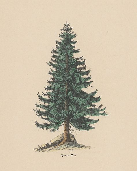 Tree Drawing With Color, Cool Animal Tattoos, Aesthetic Poster, Vintage Classics, Tree Tattoo, Tree Drawing, Animal Tattoos, Nature Aesthetic, Pine Tree