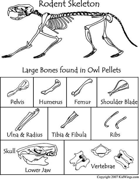 Here's a bone chart to use when dissecting owl pellets. Owl Skeleton, Owl Pellet, Owl Pellets, Life Science Activities, Cc Cycle 1, Owl Moon, 4th Grade Science, Food Chains, Science Activity