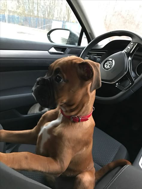 Boxer Dog Puppy, Boxer And Baby, Cute Boxers, Dog White, Boxer (dog), Boxer Puppy, Boxer Love, Boxer Puppies, Boxer Dogs