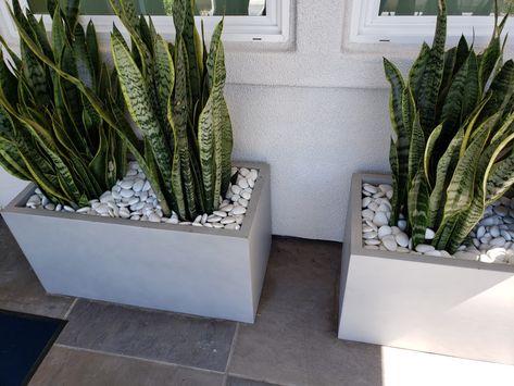 White Planter Boxes, Garden Arrangement, Rectangle Planters, Snake Plants, Flower Box, Snake Plant, Planter Boxes, Flower Boxes, Hanging Plants