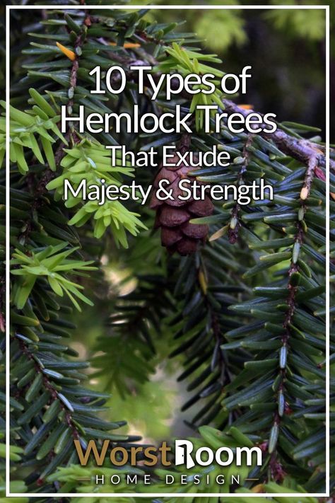 Types of Hemlock Trees Ornamental Trees, Green Thumb, A House, Garden Design, Lawn, Foundation, Design Inspiration, Trees, Yard