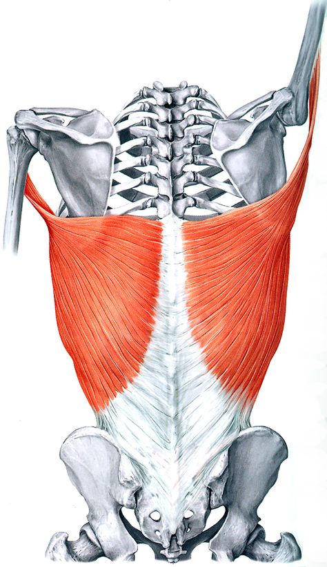 Sagittal Plane, Human Muscle Anatomy, Alexander Technique, Latissimus Dorsi, Human Body Anatomy, Human Anatomy Drawing, Muscle Anatomy, Anatomy For Artists, Anatomy Study