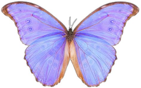 Morpho Godarti, Dried Potatoes, Edible Ink, Baking Cakes Decoration, Wafer Paper, Baking Cake, Purple Butterfly, Pink And Purple, Kind Words