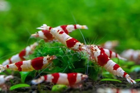 Crystal Red Shrimp (Caridina Cantonensis Var. 'Crystal Red') Care Sheet Community Fish Tank, Foods That Contain Calcium, Pet Shrimp, Ghost Shrimp, Amano Shrimp, Baby Shrimp, Aquarium Shrimp, Cherry Shrimp, Fish Tank Terrarium