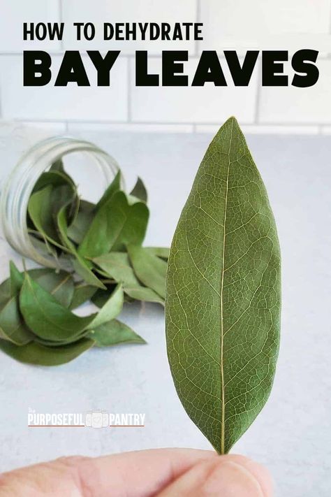 Dehydrating bay leaves at home is a great way of having flavorful bay leaves that are perfect seasonings for soups, stews and other meals. And they are so much better than those you find in the store! Learn how easy it is to do with these step by step directions! Dehydrated Chips, Jerky Seasoning Recipe, Bay Leaves Uses, Purposeful Pantry, Apartment Homesteading, Bay Leaf Plant, Dehydrating Fruit, Dehydrated Recipes, Dehydrating Recipes