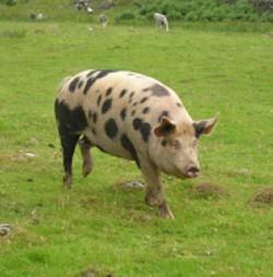 The rare Gloucester 'Old Spot' Pig is predominantly white w/ black spots.Named after county of Gloucestershire where it originated. Gloucestershire Old Spots Breed Society was formed in 1913 & called breed 'Old Spots' because the pig had been known for as long as anyone could remember.First pedigree records of pigs began in 1885. Known for its docility & intelligence, usually kept in cider & pear orchards & on dairy farms. Local folklore says the spots on its back are bruises from falling fruit. Gloucestershire Old Spot Pigs, Hereford Pigs, Gloucestershire Old Spots, Tiny Pigs, Pig Breeds, Raising Pigs, Mini Pigs, Living Off The Land, Rare Breed