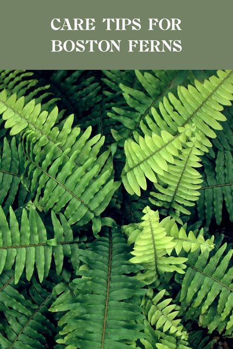 Are you looking to keep your Boston ferns thriving and lush? Caring for these amazing houseplants can seem challenging, but with the right tips and tricks, you can easily provide the perfect environment for them to shine! Ensure your ferns have just the right amount of moisture, lighting, and nutrients for growth. From effective watering practices to the ideal humidity levels, our guide covers all you need to maintain healthy and beautiful Boston ferns. Discover your plant-parent potential today! Types Of Fern Plants, Boston Fern Indoor, Fern Care, Ferns Care, Types Of Ferns, Plant Parent, White Flies, Fern Plant, Peat Moss