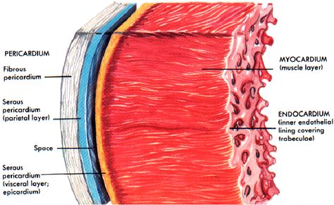 #nursing #heart #layers #pericardium #endocardium #myocardium #anatomy #physiology #cardiovascular Layers Of Heart Anatomy, Layers Of The Heart Anatomy, Heart Layers Anatomy, Anatomy And Physiology Integumentary, The Heart Biology Notes, Pericardium Anatomy, Heart Histology, Biology Laboratory, Cardiac Muscle Cell