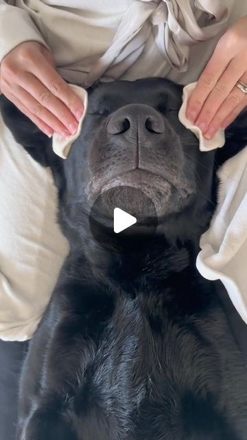 17K likes, 126 comments - doggosdoingthings on June 11, 2024: "My dog sent me this @elvisbatzthelab". Funny Dog Gifs, Dog With Bangs, Funny Dog Video, Funny Dog Videos Make Me Laugh, Funny Puppies Video, Funny Dog Videos Try Not To Laugh, Funny Dog Pictures Hilarious, Silly Animals Videos, Funny Videos Of Dogs